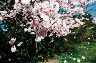 Kiraz ağaçlarının yaprakları yaprakları dökülüyor.
