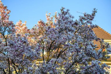 Yerleşim yerlerinin çatıları çiçek açmış güzel manolya ağacı.
