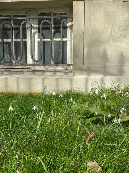 Mehrere Schneeglöckchen Blumen im Frühling Gras Garten — Stockfoto