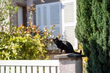 Taş çitin üzerinde dinlenen sevimli, güzel kedi.