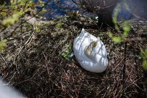 Directly above view of single swan bird sleeping in her nest — Stock Photo, Image