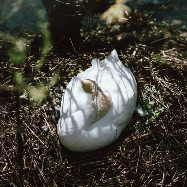 Zwaan vogel slapen in haar nest beschermen van de eieren — Stockfoto