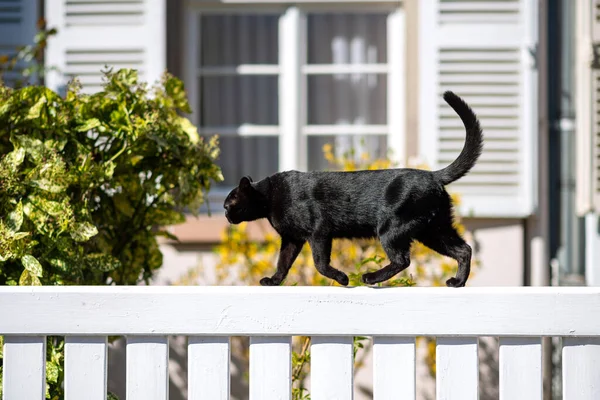 Elegante zwarte kat wandelen op een wit hek zonnig weer — Stockfoto