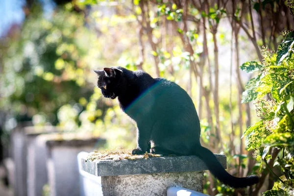 Medue open mond elegante zwarte kat rusten op een steen zonnig weer — Stockfoto