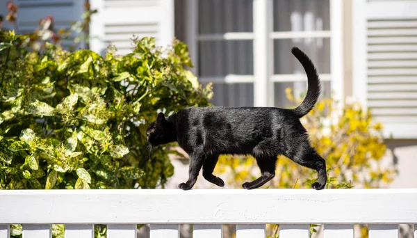 Sweet young fit elegante zwarte kat wandelen op een wit hek zonnig weer — Stockfoto