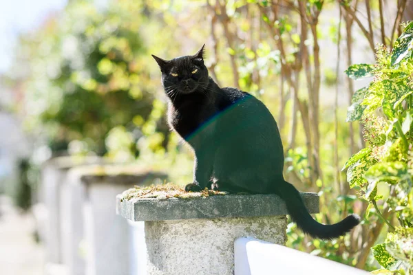 Elegante zwarte kat rustend op een stenen zonnig weer — Stockfoto