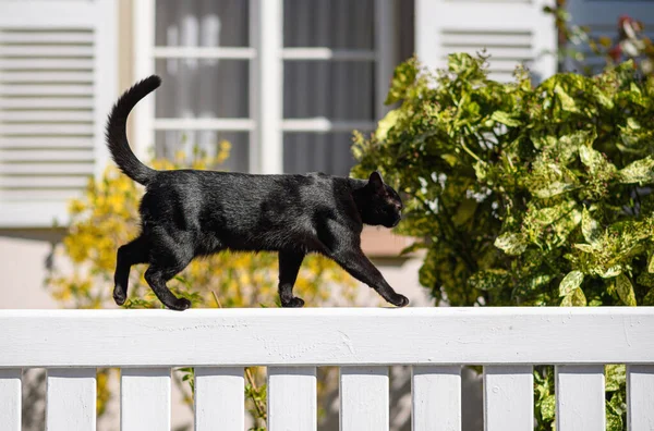 Sweet young fit elegante zwarte kat wandelen op een wit hek zonnig weer — Stockfoto