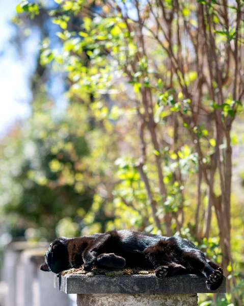 화창 한 날씨에 바위 위에 앉아 있는 아름다운 검은 고양이 — 스톡 사진