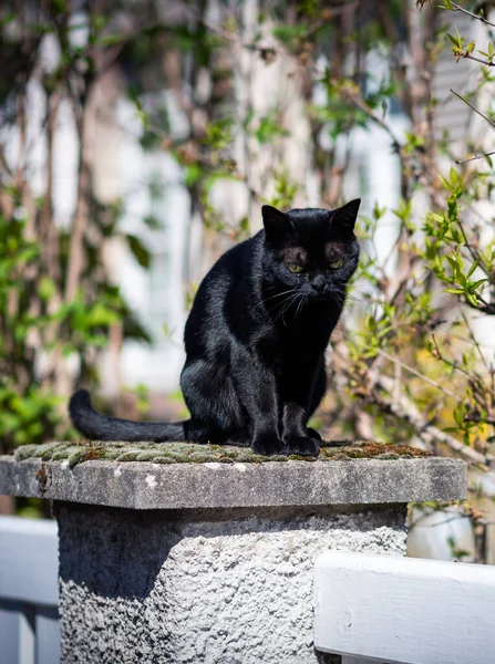 Mooie elegante zwarte kat op steen in de stad — Stockfoto