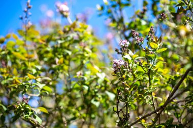 Şırınga çiçeği berrak mavi gökyüzü ile taze baharda açmaya hazır.