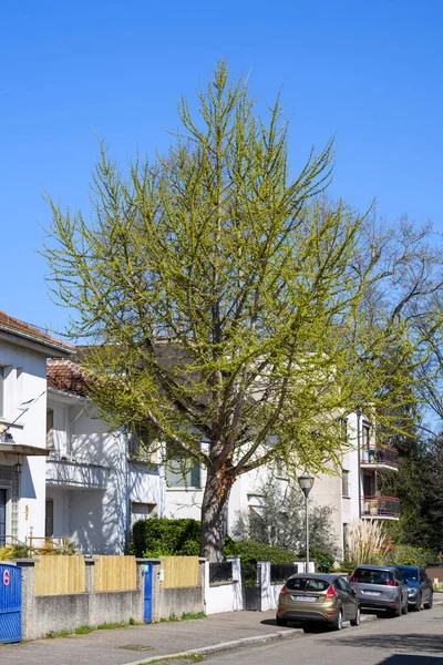 Bela árvore Ginkgo biloba com múltiplos botões em ramos em Orangerie — Fotografia de Stock