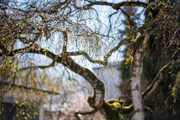 Albero in fiore con molteplici boccioli di foglie pronti a esplodere — Foto Stock