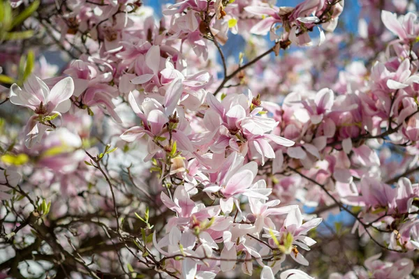 Plusieurs fleurs de magnolia stellata en fleurs sur l'arbre — Photo
