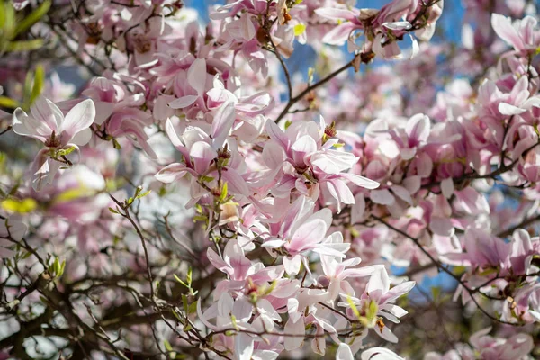 Ağaçta çiçek açan birden fazla manolya stellata çiçeği. — Stok fotoğraf