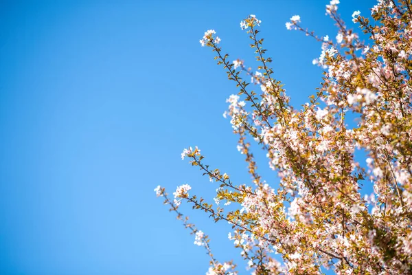 Třešeň sakura strom proti jasné modré obloze v pozadí — Stock fotografie