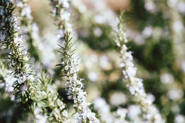 Κοντινό πλάνο του φρέσκου υποκαταστήματος Rosemary Salvia rosmarinus — Φωτογραφία Αρχείου