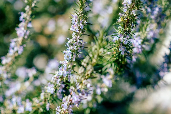 Κοντινό πλάνο του φρέσκου υποκαταστήματος Rosemary Salvia rosmarinus — Φωτογραφία Αρχείου