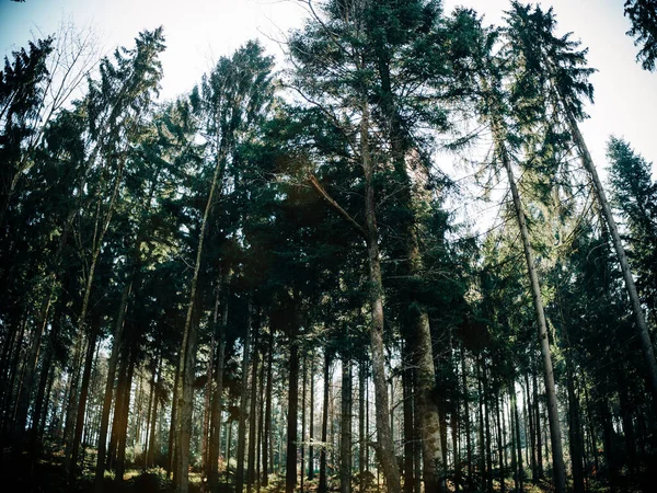 Tall pine trees in European German forest