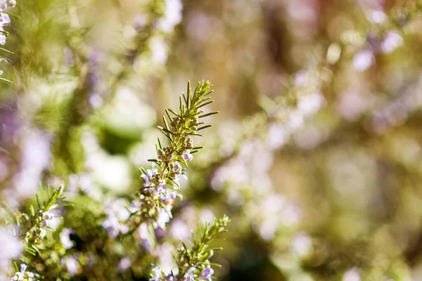 Κοντινό πλάνο του φρέσκου υποκαταστήματος Rosemary Salvia rosmarinus — Φωτογραφία Αρχείου