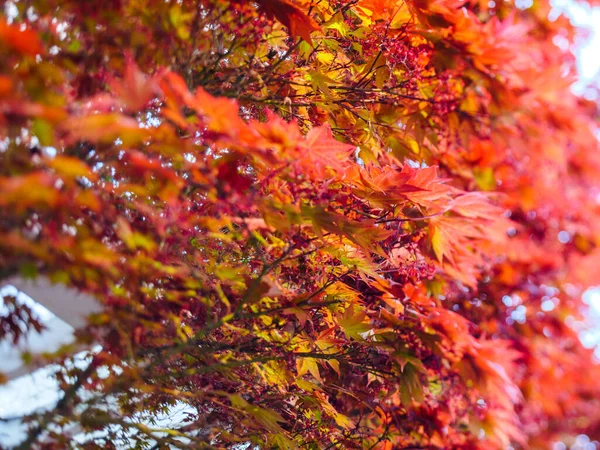 Japon huş ağacının alçak açılı görüntüsü — Stok fotoğraf