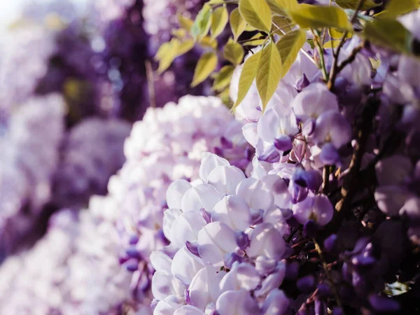 Close-up macro tiro de belo em flor planta wisteria — Fotografia de Stock