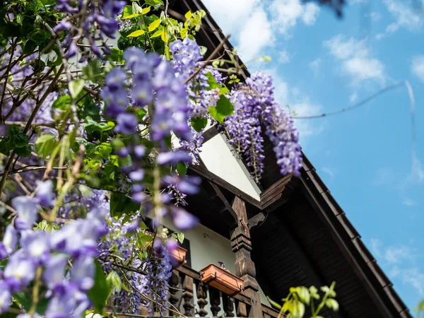 Hermosa planta de glicina en flor con casa alsaciana tradicional — Foto de Stock