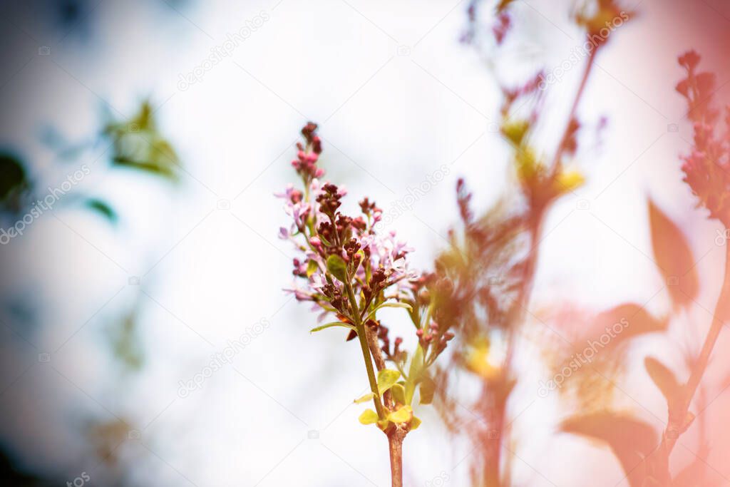 defocused background with focus on Syringa vulgaris violet plant