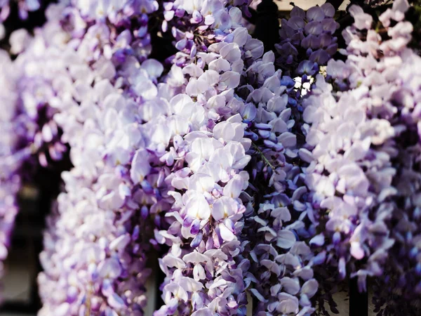 Uvas de Wisteria planta en flor a principios de la primavera —  Fotos de Stock