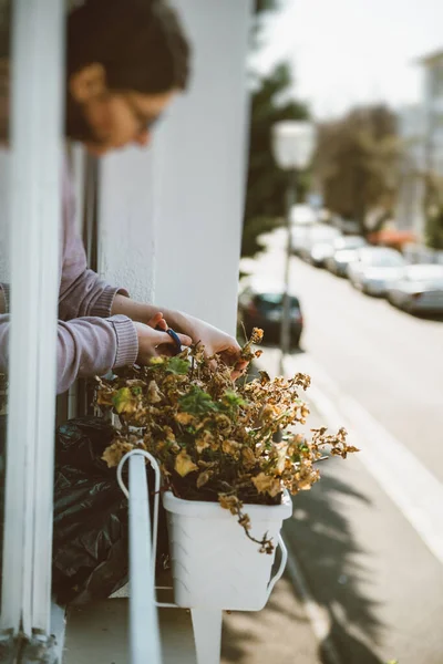 Vrouw tuinieren verzorgen van haar planten in venster jardiniere tijdens algemene lockdown — Stockfoto