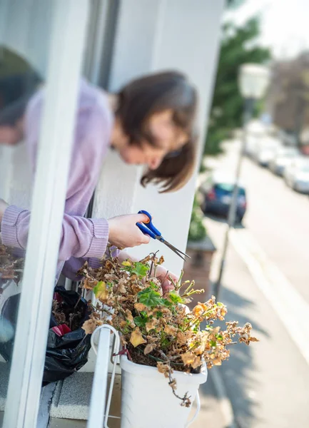 Žena zahradničení starat se o své rostliny v okenní jardiniere během celkového uzamčení — Stock fotografie