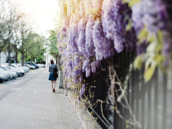 Wisteria planta vista traseira da silhueta mulher andando na rua — Fotografia de Stock