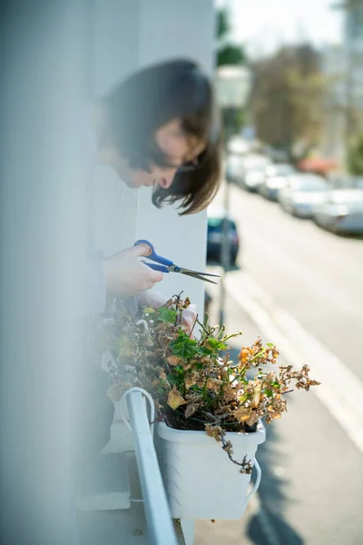 Jardinería mujer cuidando sus plantas en jardiniere ventana durante el cierre general —  Fotos de Stock