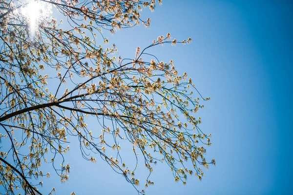 Luz Solar Flare Vista Através Árvore Primavera Com Belas Folhas — Fotografia de Stock