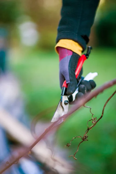 Seitenansicht Einer Frau Mit Gartenschere Für Die Weinbranche Die Schutzhandschuhe — Stockfoto