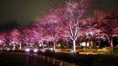 Pembe sakura veya gece Roppongi Tokyo Midtown kiraz çiçeği