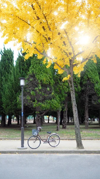 Yellow leaf tree in autumn and little old bicycle. — Stock Photo, Image