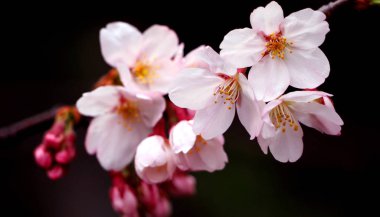 Gerçek pembe sakura çiçek veya kiraz çiçeği yakın çekim.