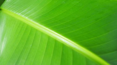 Gerçek yeşil renk muz yaprak.