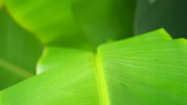 Feuille de banane de couleur verte réelle . — Photo