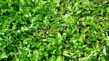 Yeşil çim ve kuru yaprak doku .