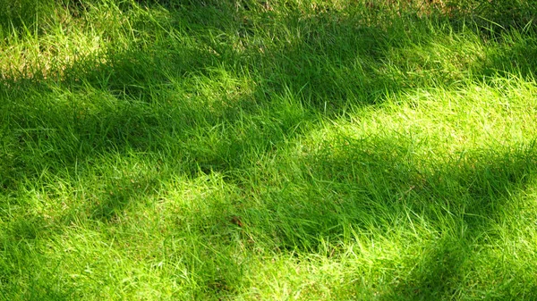Размытые изображения естественного зеленого травяного поля . — стоковое фото