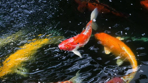 Bellissimo e colorato pesce carpa giapponese Koi . — Foto Stock