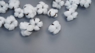 Hollanda ya da Hollanda 'dan getirilen% 100 organik pamuğun üst açı görüntüleri. Avrupa' dan kıyafet, kumaş endüstrisinde ve pamuk tomurcukları ya da bebek bezi gibi bebek ürünleri için ithal edilen çiçekler.