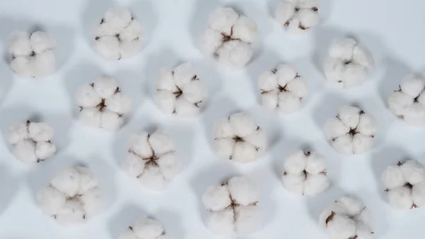 Color blanco real flores de algodón orgánico en el estudio de tiro que importado de Holanda que representan la pureza de la naturaleza esponjosa y suavidad y suave a la piel y mostrar textura que adecuado para la camiseta o pantalones en la industria textil — Foto de Stock