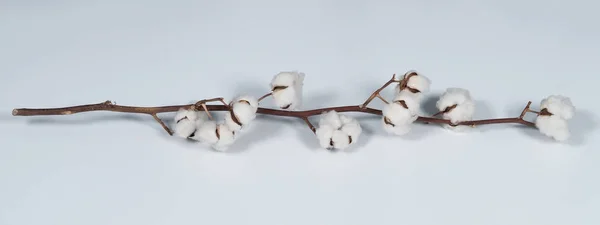 スタジオ撮影で本物の白い色の有機綿の花は、自然の純度を表すオランダからインポートされたショットふわふわと柔らかさと肌に優しいと繊維産業のTシャツやパンツに適したテクスチャを示しています — ストック写真