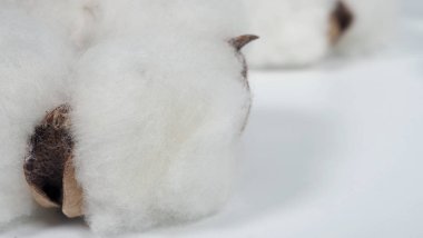 Stüdyodaki pamuk çiçeklerinin yakın çekim makrosu yumuşaklığı temsil eder ve giysi yapmak için giysi, kot pantolon ya da güzellik endüstrisi için yumuşaklığı ve yumuşaklığı temsil eder..