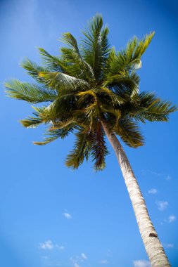 Hindistan cevizi ağacı mavi gökyüzü arka planda