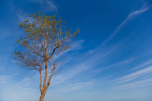 Одинокое дерево с небом — стоковое фото