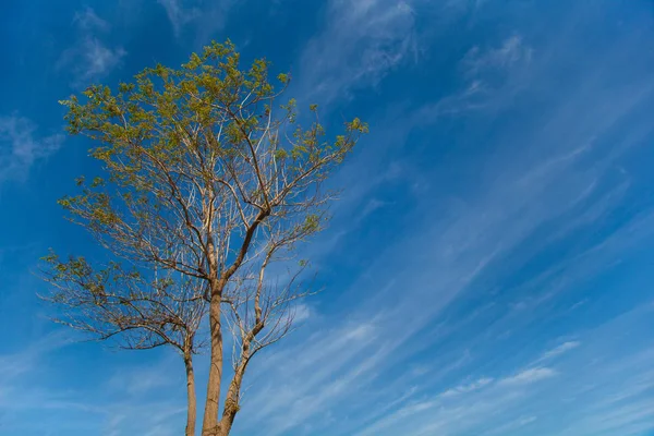 Одинокое дерево с небом — стоковое фото