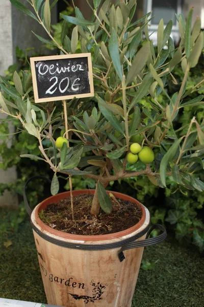 fiyatı ile littele zeytin ağacı